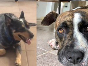 Família de Arapiraca procura cachorras desaparecidas desde o domingo (13)