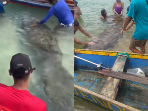 [Vídeo] Banhistas são flagrados interagindo de forma irregular com peixes-boi em praias de AL