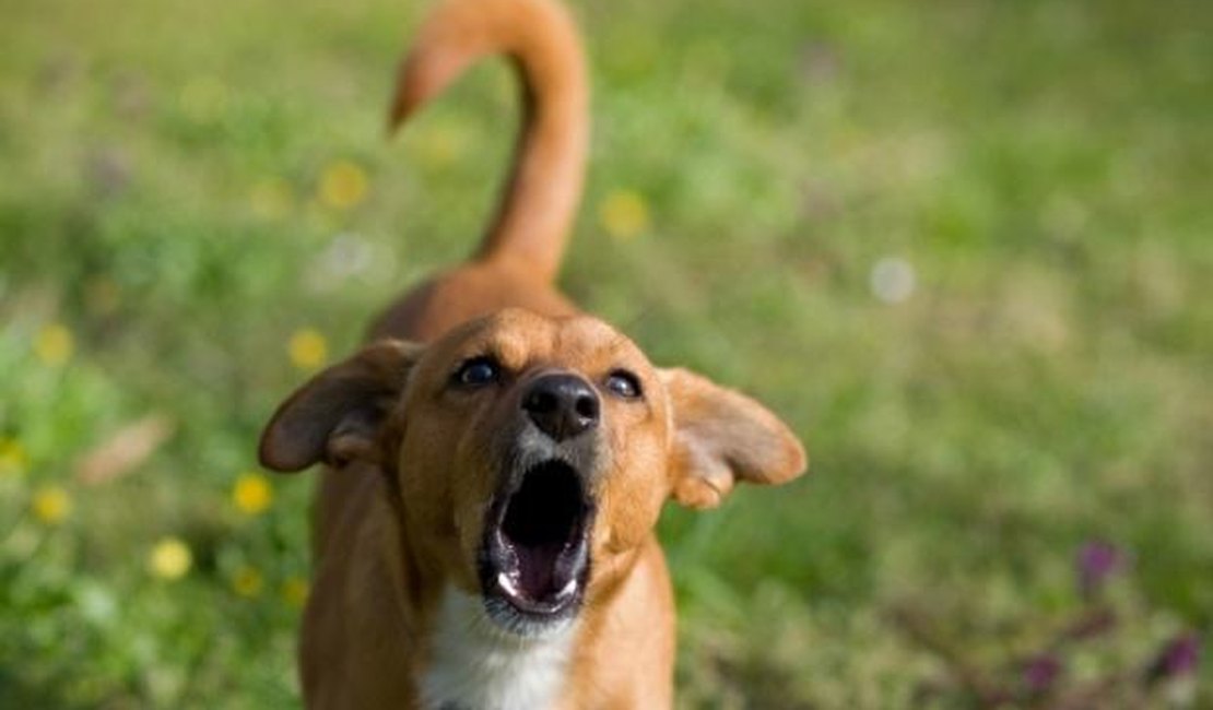 Vereadores aprovam lei que proíbe cachorro de latir em Santa Catarina