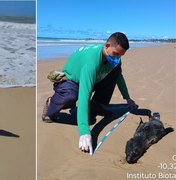 Após o caso Leôncio, lobo-marinho mobiliza buscas e é encontrado morto em AL