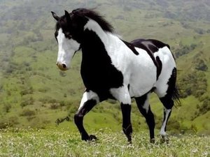 1ª Exposição de Cavalos Pampas de Alagoas ocorre durante a Expoagro