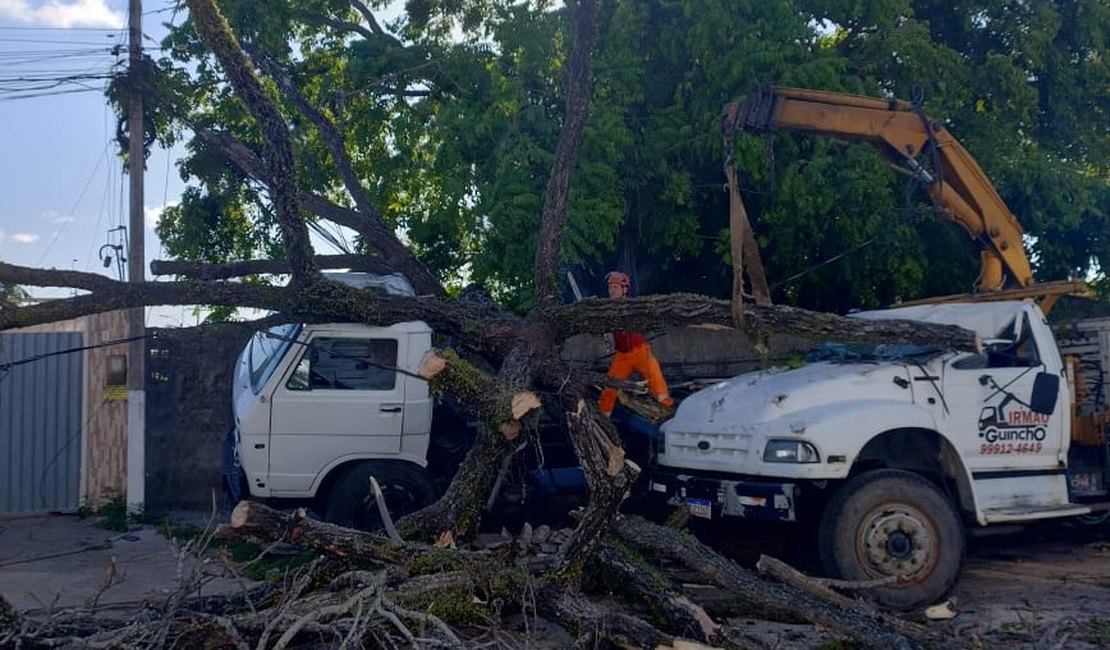 Árvore cai sobre dois veículos em via pública no bairro Jatiúca, em Maceió