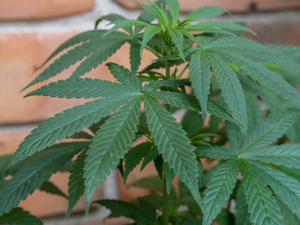 Homem é flagrado com plantação de maconha em residência