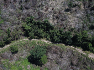 Prefeitura de Campo Alegre denuncia ao MP desmatamento ilegal de mata ciliar