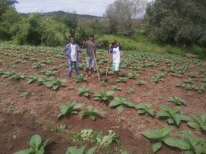 Agricultor investe na cultura fumageira no municipio sertanejo de Olivença