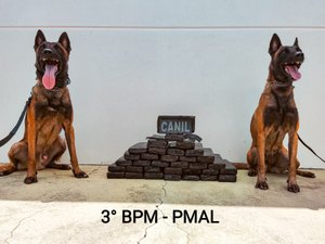 PM apreende mais de 24 quilos de maconha em ônibus clandestino com ajuda de cães farejadores