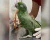 Maritaca recebe nebulização durante atendimento veterinário e encanta internautas com reação