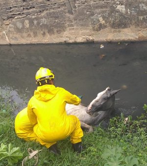 Bombeiros resgatam cavalo que caiu em córrego em Maceió