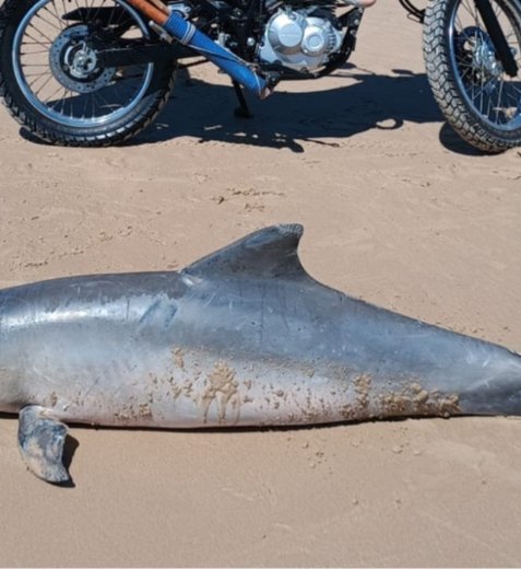 Golfinho é encontrado morto em praia de Barra de Santo Antônio e será submetido à necropsia