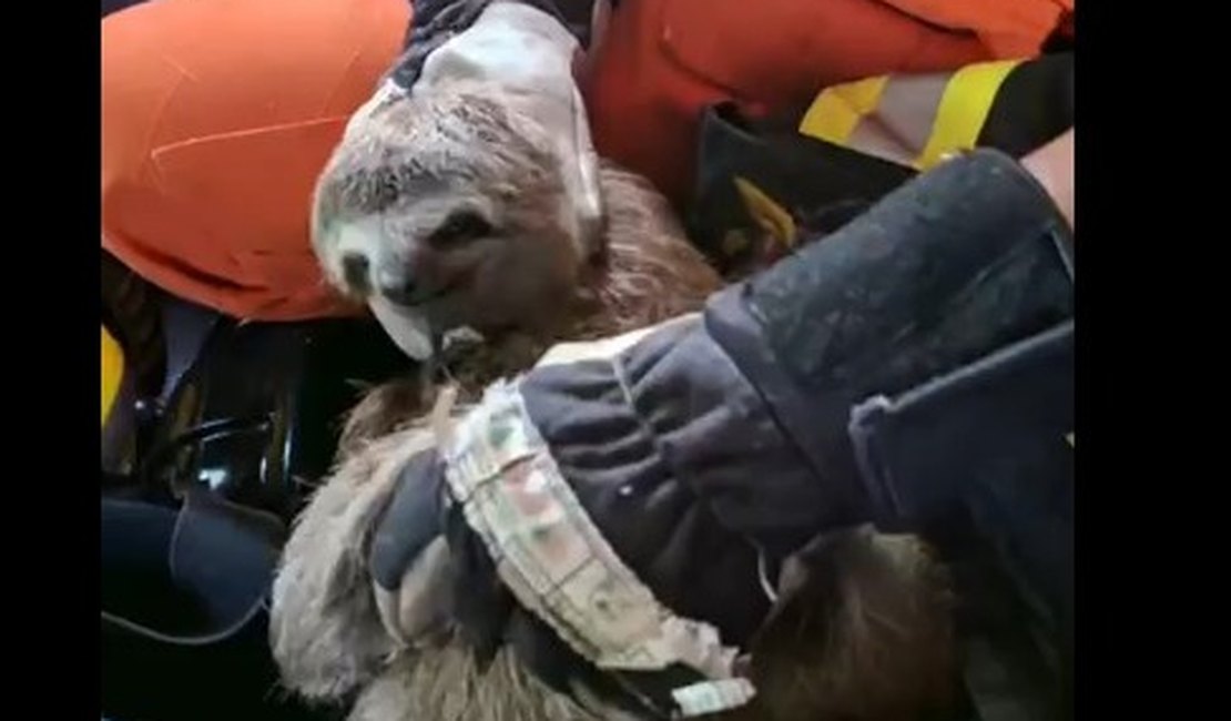 [VÍDEO] Bicho-preguiça é retirado de veículo por bombeiros em União dos Palmares