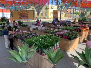 Feira de Flores Holambra chega a Arapiraca com plantas a partir de R$ 5