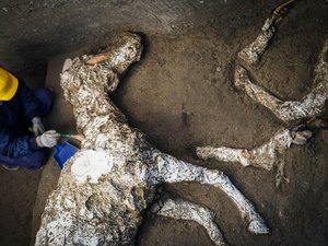 Cavalos petrificados em um antigo estábulo são encontrados por arqueólogos 