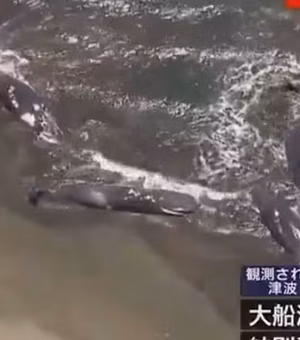 Baleias são vistas encalhadas na costa do Japão; veja vídeo
