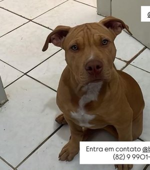Cadela é roubada por casal de motociclistas em Arapiraca; família pede ajuda