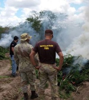 Segurança Pública incinera 2,7 toneladas de drogas apreendidas em Alagoas 