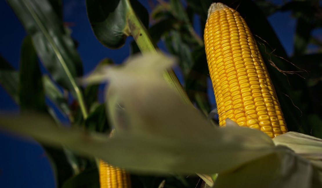 IBGE prevê destaque na safra de milho em Alagoas, mostra levantamento