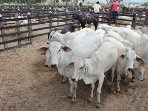 Produtores rurais de AL têm até dia 15 de dezembro para atualizar cadastro de rebanhos