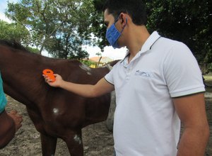 Animais apreendidos pela Prefeitura de Penedo são rastreados por chip