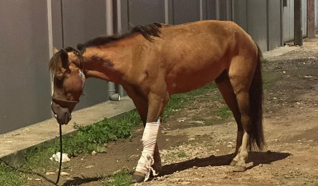 Cavalo fica gravemente ferido após acidente com carro no bairro Bom Sucesso