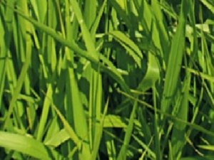 Série Pastagem: Brachiaria decumbens