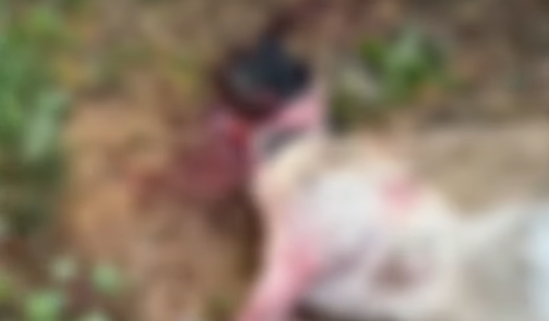 Nove ovelhas morrem após ataque de cães em Palmeira dos Índios