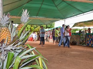I Festival do Abacaxi reune produtores de sete municípios do Agreste