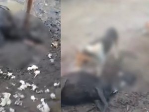 Seis ovelhas são encontradas mortas após ataque na zona rural de Atalaia