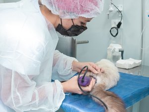 No segundo dia de atendimento, Castramóvel realiza procedimentos cirúrgicos de cães e gatos