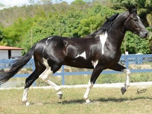 Alagoas sedia primeiro Campeonato Brasileiro de Marcha do estado