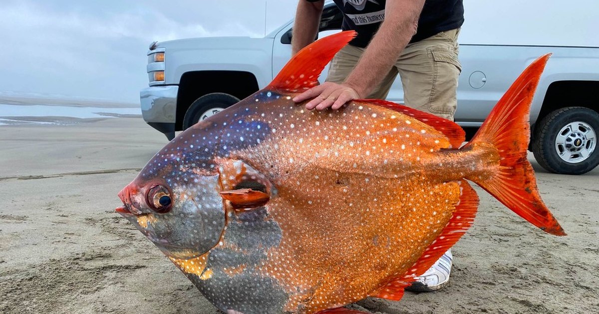 Cientistas filmam o peixe mais profundo de todos os tempos no