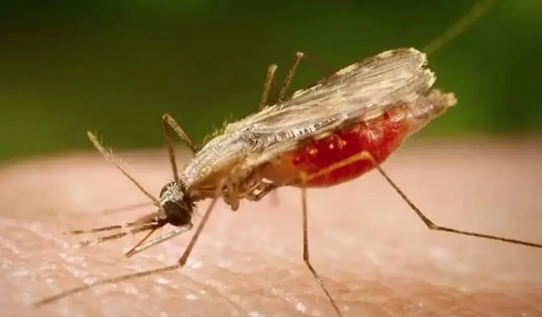 Novo mosquito urbano ameaça expandir casos de malária no Brasil