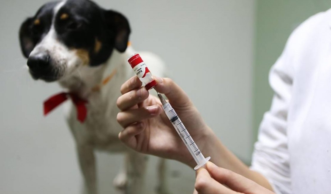 Campanha de vacinação antirrábica imuniza 113 mil animais em Maceió