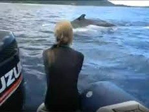 Bióloga é salva por baleia de um possível ataque de tubarão
