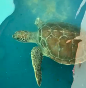 Tartaruga-verde reabilitada após amputação será devolvida ao mar, em Riacho Doce