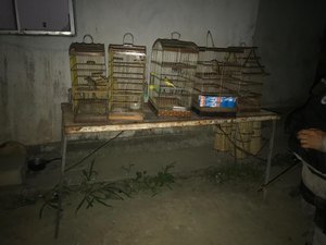  Crime Ambiental: polícia encontra pássaros engaiolados e suspeito foge