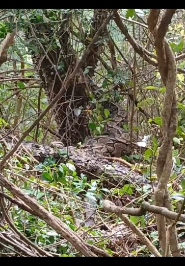[Vídeo] Cobra gigante é encontrada presa em árvore na cidade de Estrela de Alagoas