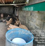 Pocilga é interditada após denúncia no bairro São Jorge, em Maceió