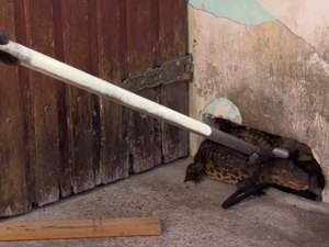 Jacaré invade 'casinha' de cachorro e assusta moradores em Arapiraca