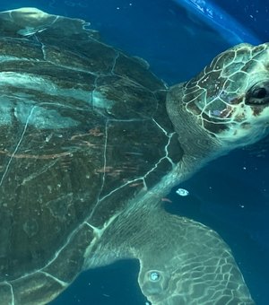 [Vídeo] AL registra quase 600 encalhes de animais marinhos; Biota faz alerta