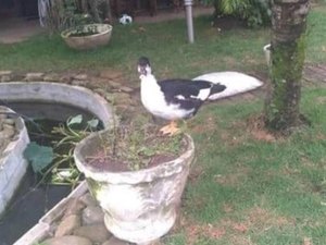 Homem tem pato de estimação levado: “Gosto mais do que da esposa”