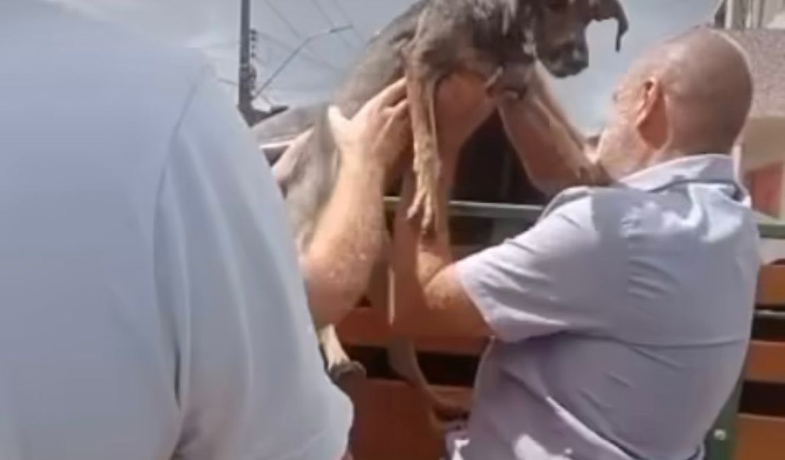 Canibalismo e desnutrição: 26 cães resgatados em Maceió precisam de ajuda