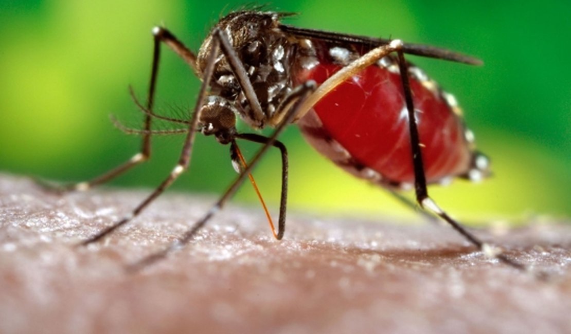 Laboratório identifica 12 casos de Chikungunya