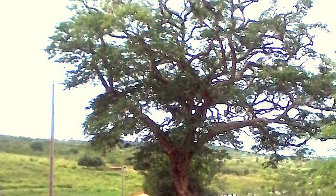 Árvore histórica poderá receber área de contemplação em Arapiraca