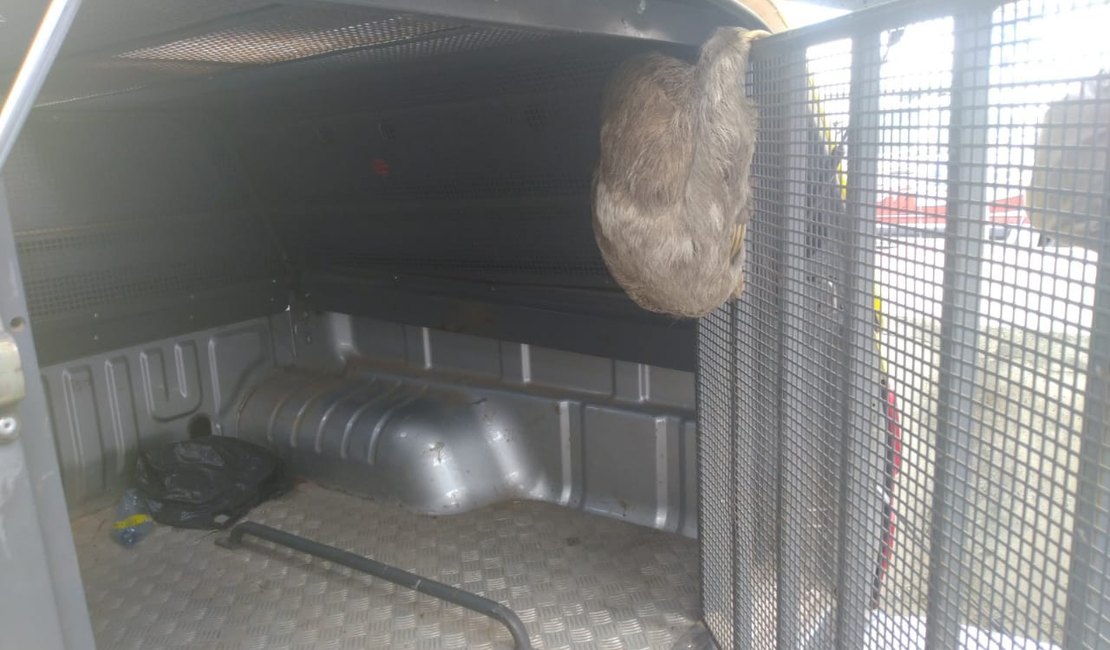 Policia Militar de Messias resgata Bicho-preguiça; animal seria transportado para o abate