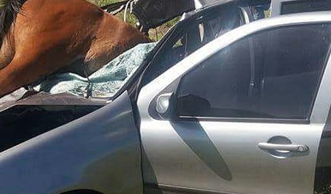 [Vídeo] Casal sai ileso após cavalo atravessar para-brisa de veículo