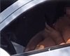 Homem é filmado supostamente se masturbando em carro e nega: 'Era coceira'