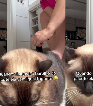 [Vídeo] Gata arranca risadas ao exigir lenço umedecido para a própria higiene
