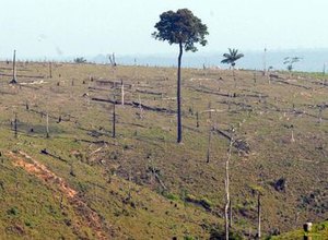 Desmatamento pode minar meta do Brasil contra aquecimento