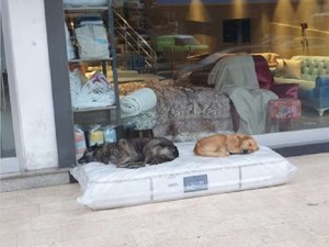 Comerciante doa colchão para cachorros dormirem em frente à sua loja