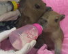 Filhotes de capivara são resgatados na Via Dutra e recebem leite na mamadeira